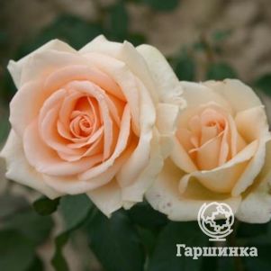 Роза Мунсун чайно-гибридная, цвет 11 см