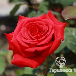   -, Imperial Rose