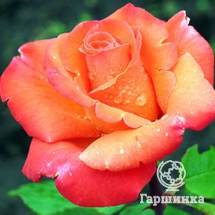 Роза Амбассадор чайно-гибридная, цвет 10 см