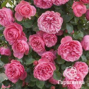 Роза Леонардо Да Винчи флорибунда, Топалович, цвет 10 см - фото 1