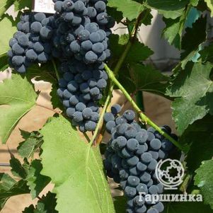 Виноград Смоленский Один плодовый - фото 1
