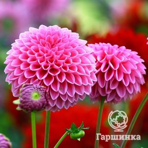 

Георгина Сандра шаровидная