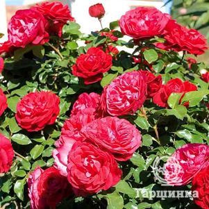 

Роза Мона Лиза флорибунда, Топалович