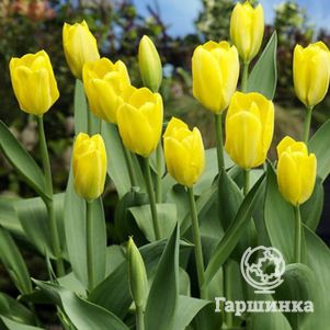 

Тюльпан Еллоу Пуриссима Фостера 5шт