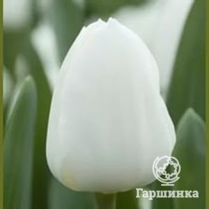 

Тюльпан Роял Вирджин 5 шт