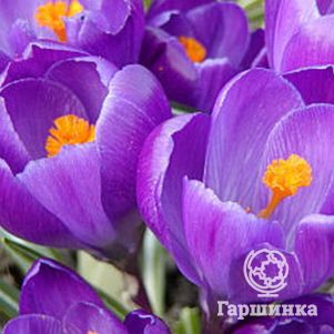 

Крокус Ремембранс 10 шт