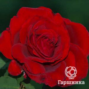 

Роза Руж Мейян 84 чайно-гибридная, Топалович