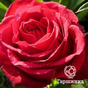 Роза Гранд Гала чайно-гибридная, цвет 10 см