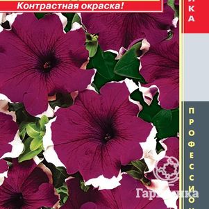 

Семена Петуния Пикоти Бургунди (Dreams) F1 крупноцветковая