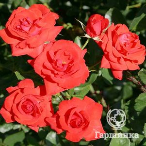 Роза Кордес Бриллиант кустарниковая, цвет 9 см