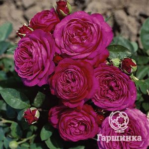 

Роза Хайди Клум флорибунда, Топалович