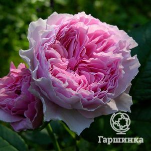 Роза Роуз Лайт кустарниковая, цвет 12 см