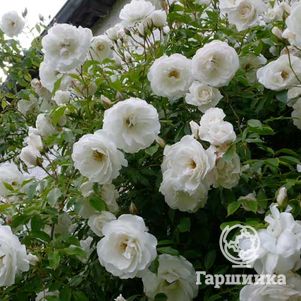 Роза Шнеевитхен кустарниковая, цвет 7 см