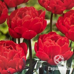 

Тюльпан Абба махровый ранний 5шт