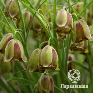 

Рябчик Акмопетала 5шт.