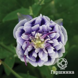 

Аквилегия Дубль Блу Вайт