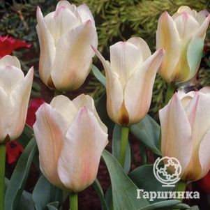 

Тюльпан Альбион Стар 5шт