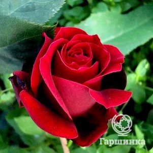 Роза Норита чайно-гибридная, цвет 12 см - фото 1