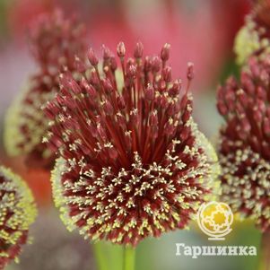 

Лук декоративный Ред Мохикан