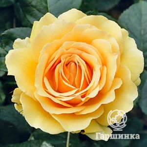 Роза Амбер Куин флорибунда, Топалович