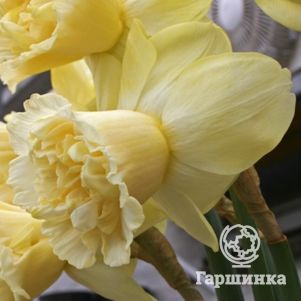 

Нарцисс Арт Дизайн крупнокорончатый 3шт.