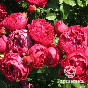 Роза Аскот чайно-гибридная, Тантау, цвет 11 см - фото 1
