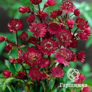 Астранция Руби Веддинг, цвет июнь-август - фото 1