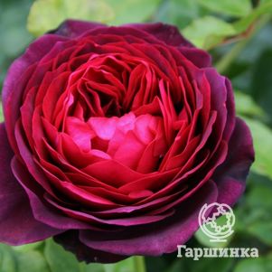 Роза Морелло кустарниковая, цвет 12 см