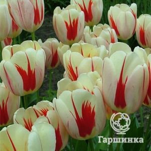 

Тюльпан Бенинг Хат Дарвина 5 шт.