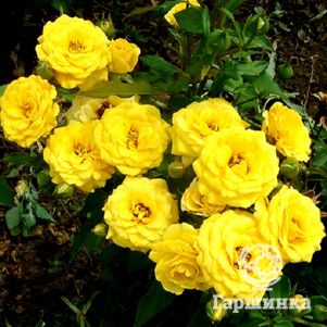 

Роза Бэби Голд миниатюрная, Топалович