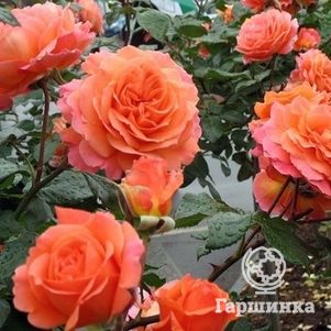  , Imperial Rose