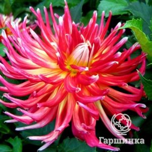 Георгина Бора Бора кактусовидная