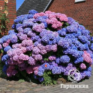 

Гортензия Букет Роуз крупнолистная (макрофила)