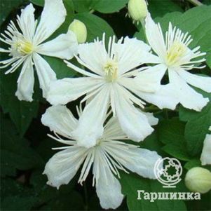 

Клематис Поль Фаргез (3)