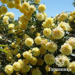 Роза Казино плетистая, цвет 11 см - фото 1