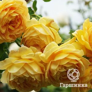 Роза Чарльз Дарвин, Д.Остин кустарниковая