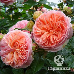 Роза Коин чайно-гибридная, цвет 12 см