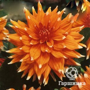 Георгина Колор Спектакль кактусовидная