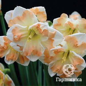 

Нарцисс Кум Лауд разрезнокорончатый 5шт.