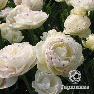 

Тюльпан Дэнс Лайн 2 шт