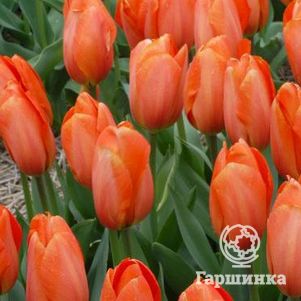 

Тюльпан Дарвиоранж Дарвина 5шт