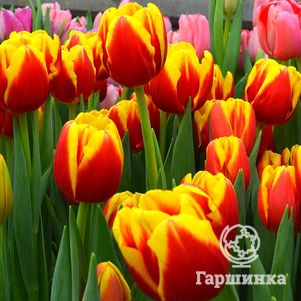 

Тюльпан Денмарк Триумф 5 шт