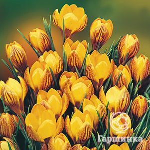 

Крокус Дороти 15 шт