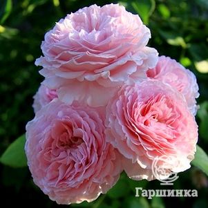 Роза Джеймс Гелвей, Д.Остин кустарниковая, цвет 10 см - фото 1