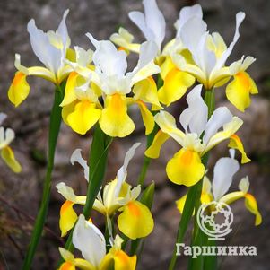

Ирис Уайт Йеллоу 10 шт