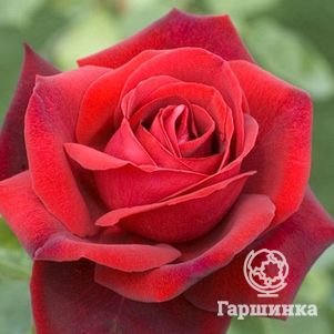 

Роза Эдит Пиаф чайно-гибридная, Топалович