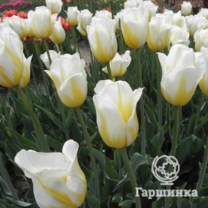 

Тюльпан Фламинг Кокет 5шт