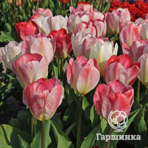 

Тюльпан Флеминг Пурисима Фостера 5шт