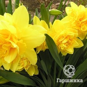 

Нарцисс Флаер махровый 5шт.