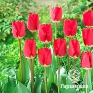 

Тюльпан Фостери Кинг Дарвина 5шт.